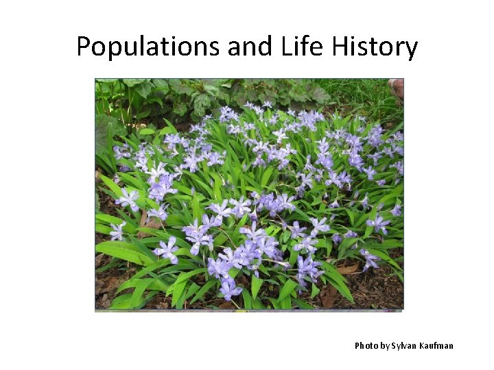Populations and Life History Photo by Sylvan Kaufman 
