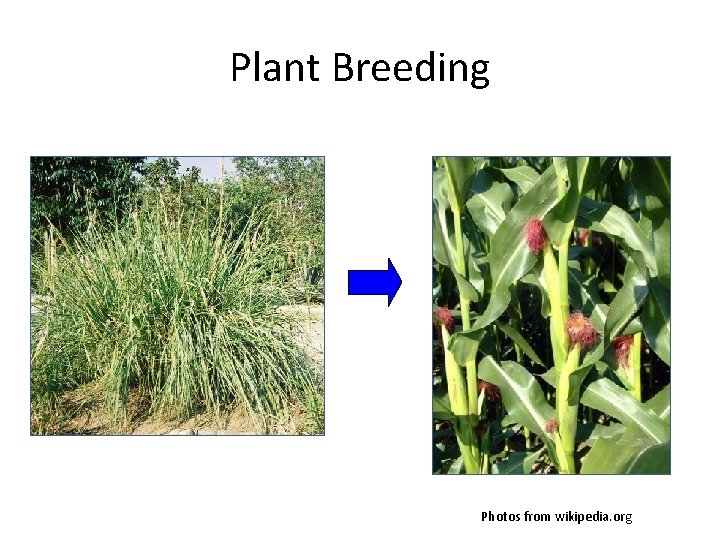 Plant Breeding Photos from wikipedia. org 