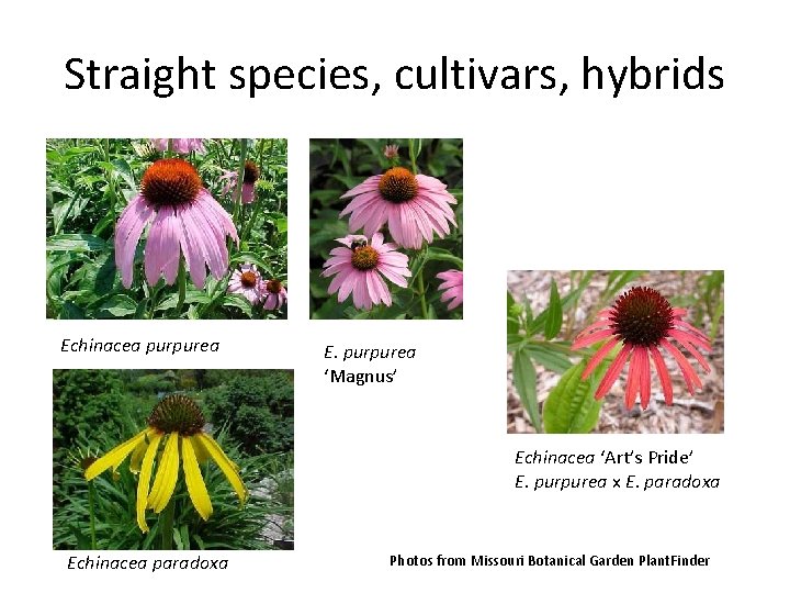 Straight species, cultivars, hybrids Echinacea purpurea E. purpurea ‘Magnus’ Echinacea ‘Art’s Pride’ E. purpurea