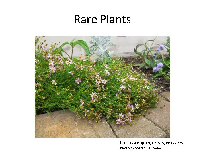 Rare Plants Pink coreopsis, Coreopsis rosea Photo by Sylvan Kaufman 