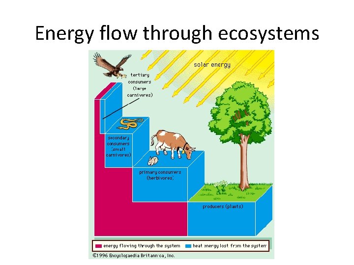 Energy flow through ecosystems 