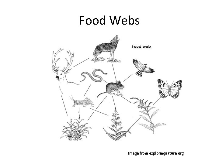 Food Webs Image from exploringnature. org 