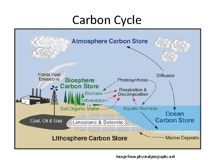 Carbon Cycle Image from physicalgeography. net 