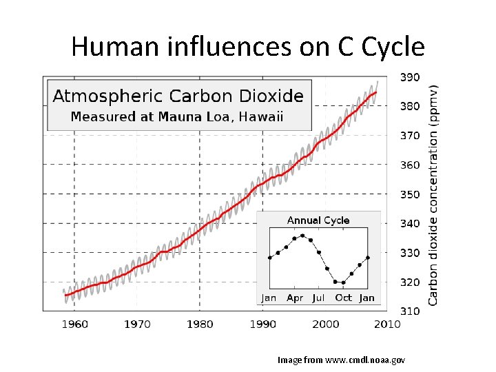 Human influences on C Cycle Image from www. cmdl. noaa. gov 