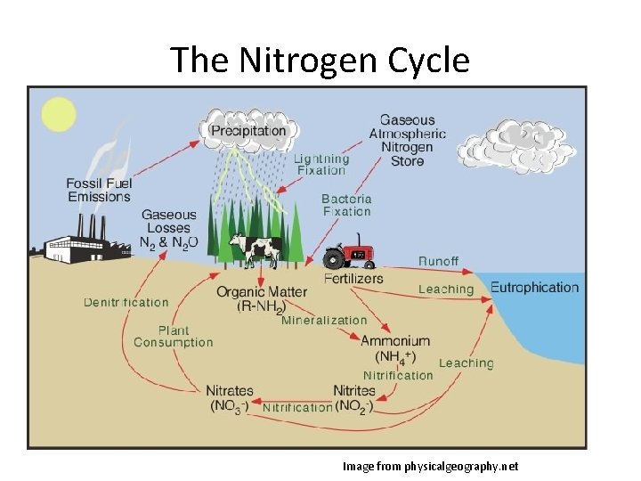 The Nitrogen Cycle Image from physicalgeography. net 