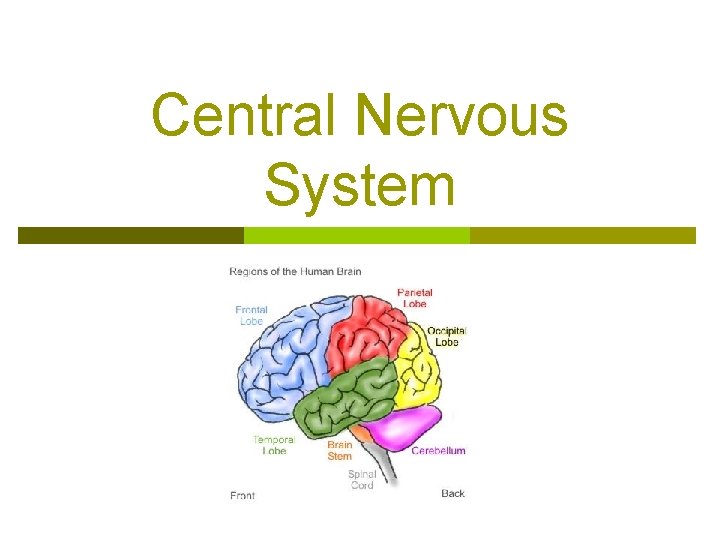 Central Nervous System 