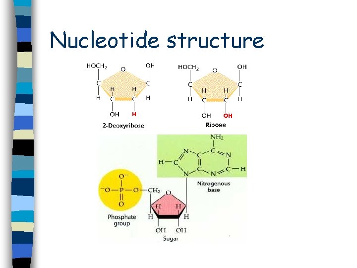 Nucleotide structure Nucleotide structure