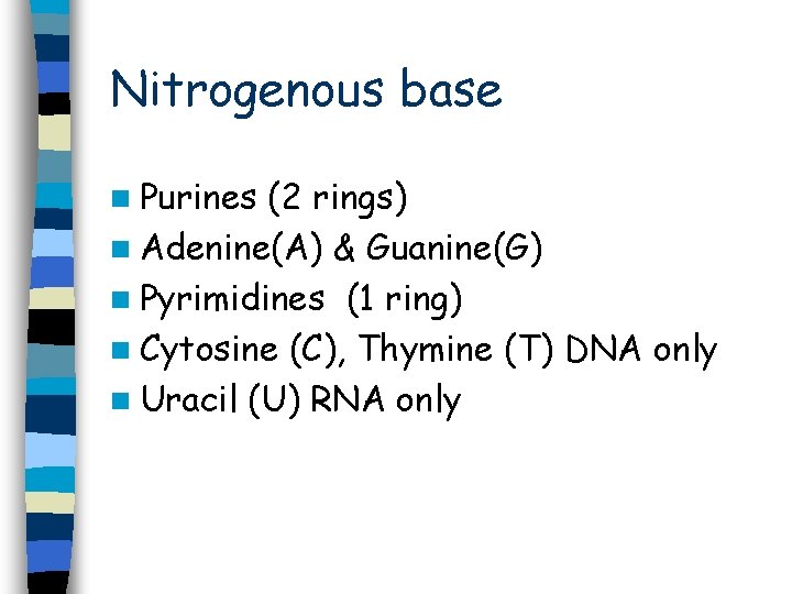 Nitrogenous base n Purines (2 rings) n Adenine(A) & Guanine(G) n Pyrimidines (1 ring) Nitrogenous base n Purines (2 rings) n Adenine(A) & Guanine(G) n Pyrimidines (1 ring)