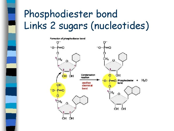 Phosphodiester bond Links 2 sugars (nucleotides) Phosphodiester bond Links 2 sugars (nucleotides)