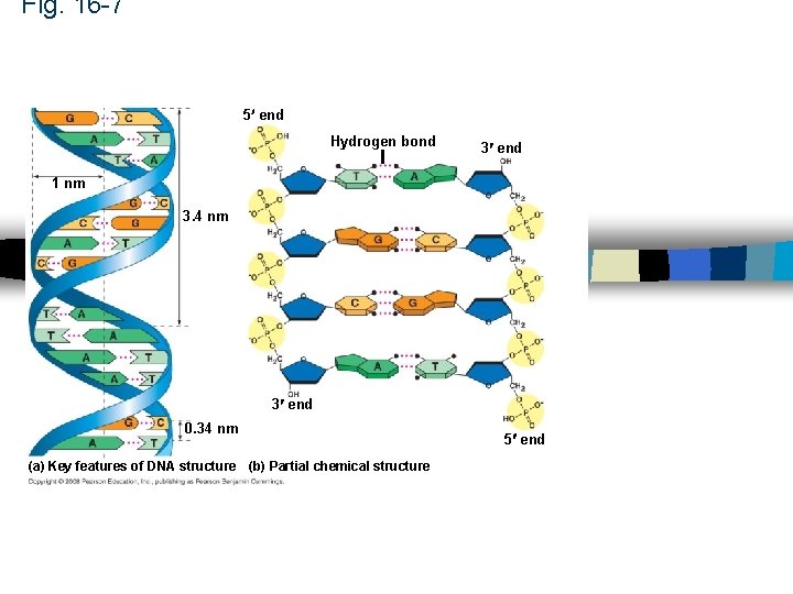 Fig. 16 -7 5 end Hydrogen bond 3 end 1 nm 3. 4 nm Fig. 16 -7 5 end Hydrogen bond 3 end 1 nm 3. 4 nm