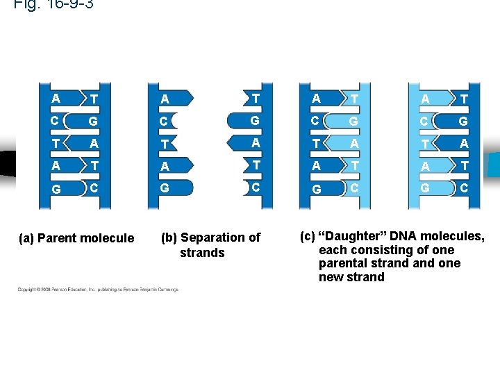 Fig. 16 -9 -3 A T A T C G C G T A Fig. 16 -9 -3 A T A T C G C G T A