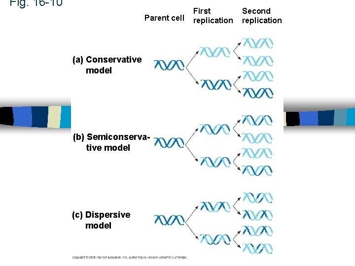 Fig. 16 -10 Parent cell (a) Conservative model (b) Semiconservative model (c) Dispersive model Fig. 16 -10 Parent cell (a) Conservative model (b) Semiconservative model (c) Dispersive model