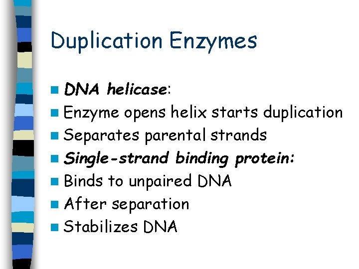 Duplication Enzymes n DNA helicase: n Enzyme opens helix starts duplication n Separates parental Duplication Enzymes n DNA helicase: n Enzyme opens helix starts duplication n Separates parental