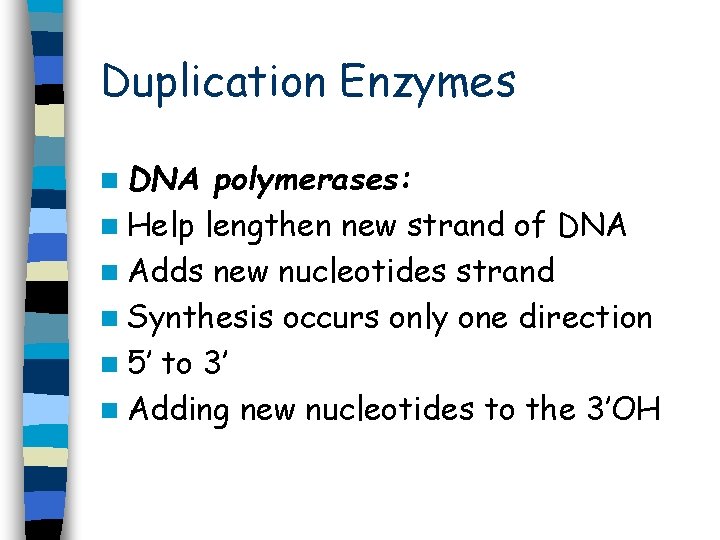 Duplication Enzymes n DNA polymerases: n Help lengthen new strand of DNA n Adds Duplication Enzymes n DNA polymerases: n Help lengthen new strand of DNA n Adds
