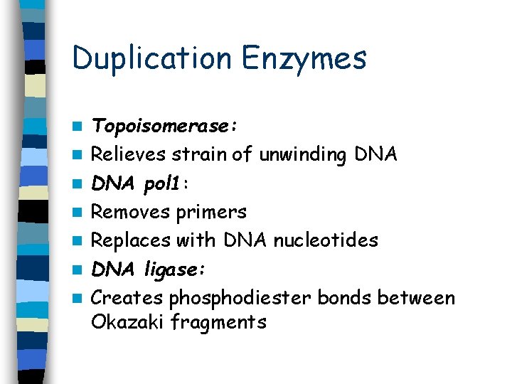 Duplication Enzymes n n n n Topoisomerase: Relieves strain of unwinding DNA pol 1: Duplication Enzymes n n n n Topoisomerase: Relieves strain of unwinding DNA pol 1: