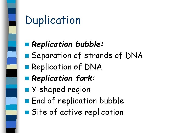 Duplication n Replication bubble: n Separation of strands of DNA n Replication fork: n Duplication n Replication bubble: n Separation of strands of DNA n Replication fork: n