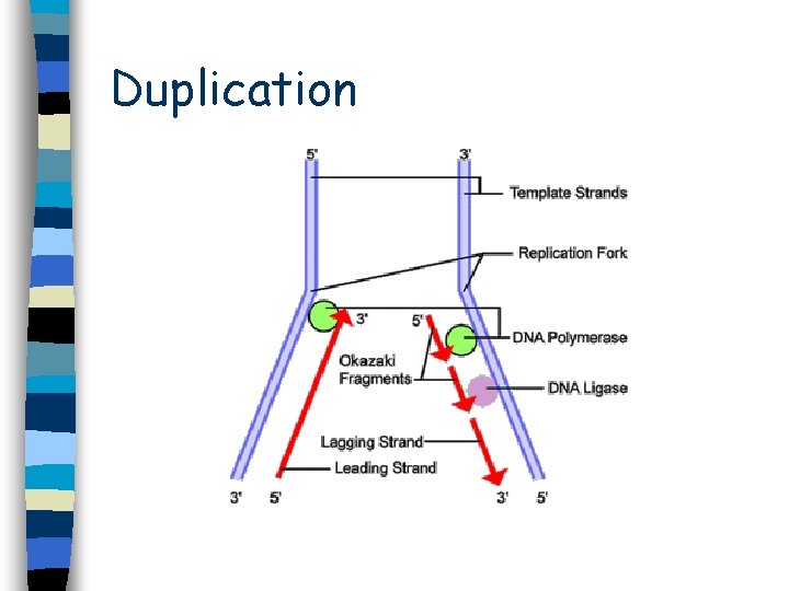 Duplication Duplication