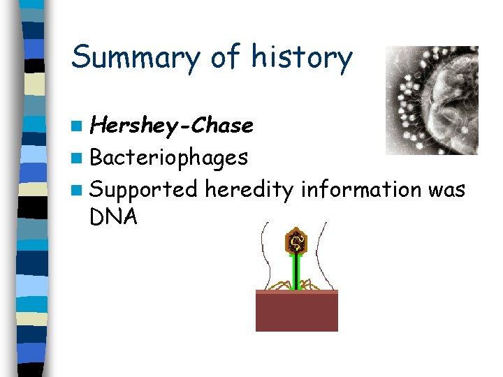 Summary of history n Hershey-Chase n Bacteriophages n Supported DNA heredity information was Summary of history n Hershey-Chase n Bacteriophages n Supported DNA heredity information was