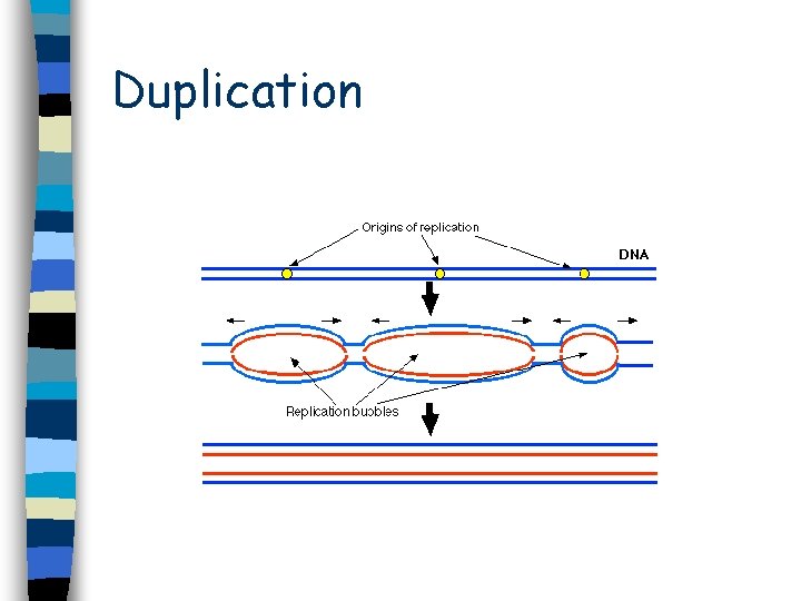 Duplication Duplication