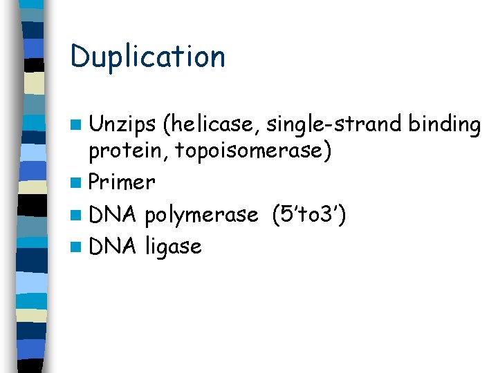 Duplication n Unzips (helicase, single-strand binding protein, topoisomerase) n Primer n DNA polymerase (5’to Duplication n Unzips (helicase, single-strand binding protein, topoisomerase) n Primer n DNA polymerase (5’to