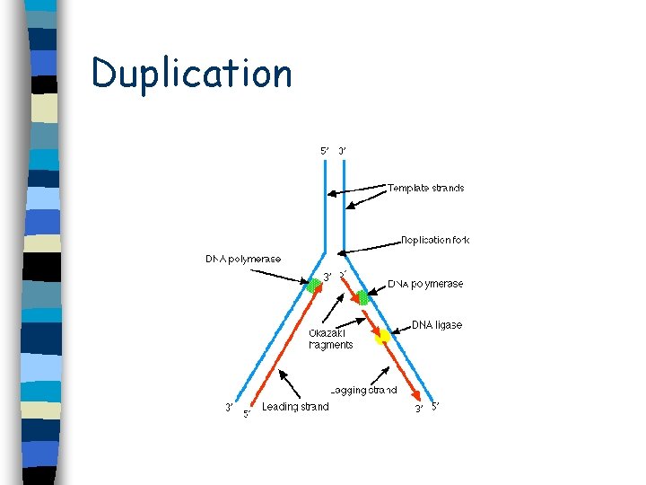 Duplication Duplication