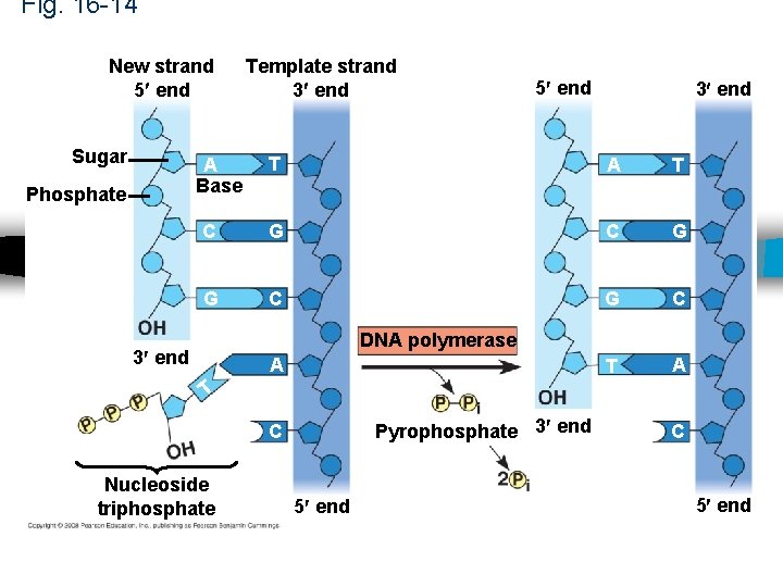 Fig. 16 -14 New strand 5 end Sugar 5 end 3 end T A Fig. 16 -14 New strand 5 end Sugar 5 end 3 end T A