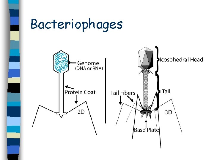 Bacteriophages Bacteriophages