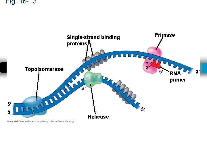 Fig. 16 -13 Primase Single-strand binding proteins 3 Topoisomerase 5 3 5 Helicase 5 Fig. 16 -13 Primase Single-strand binding proteins 3 Topoisomerase 5 3 5 Helicase 5