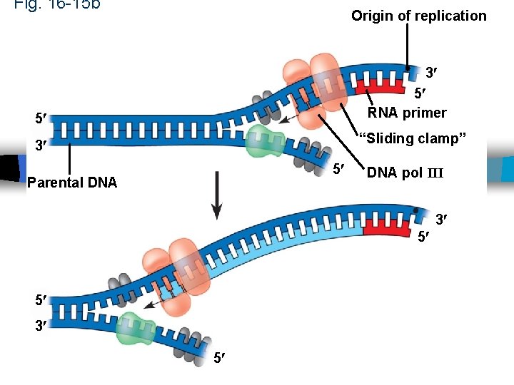 Fig. 16 -15 b Origin of replication 3 5 RNA primer 5 “Sliding clamp” Fig. 16 -15 b Origin of replication 3 5 RNA primer 5 “Sliding clamp”
