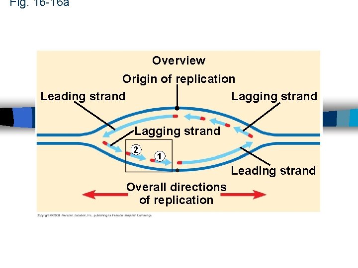 Fig. 16 -16 a Overview Origin of replication Leading strand Lagging strand 2 1 Fig. 16 -16 a Overview Origin of replication Leading strand Lagging strand 2 1