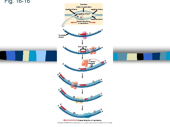 Fig. 16 -16 Overview Origin of replication Lagging strand Leading strand Lagging strand 2 Fig. 16 -16 Overview Origin of replication Lagging strand Leading strand Lagging strand 2