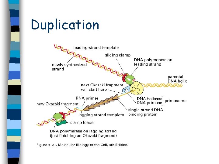 Duplication Duplication