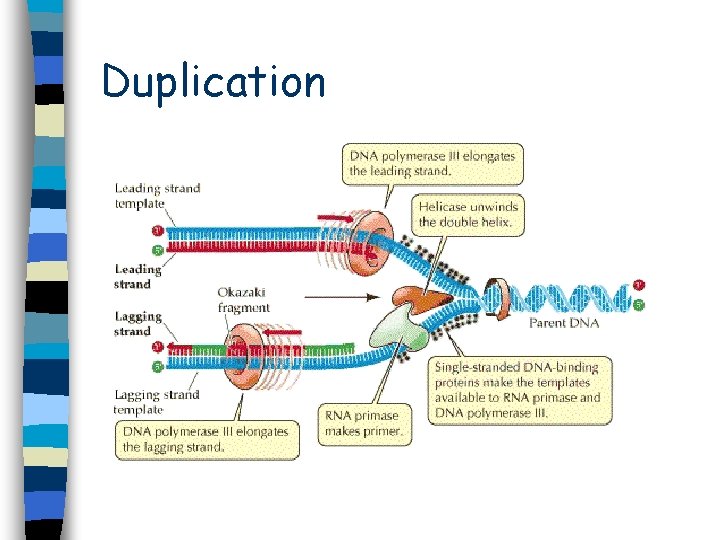 Duplication Duplication