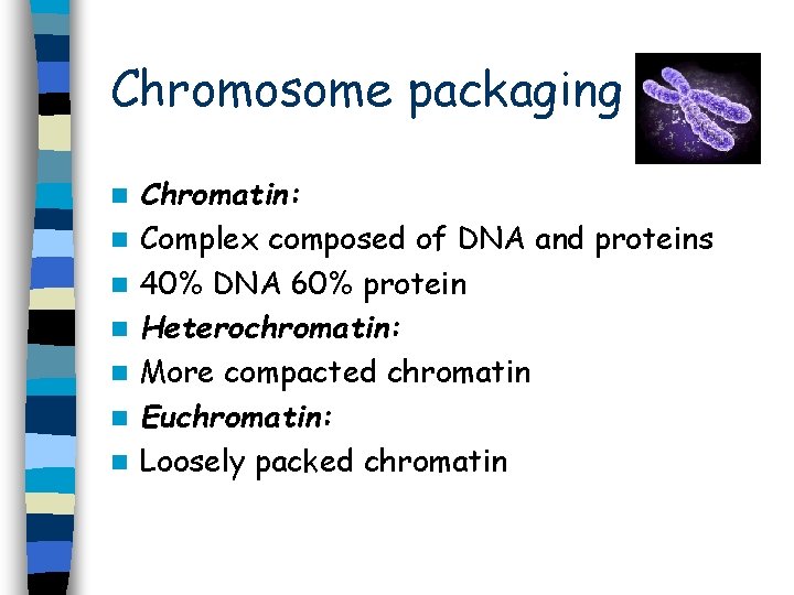 Chromosome packaging n n n n Chromatin: Complex composed of DNA and proteins 40% Chromosome packaging n n n n Chromatin: Complex composed of DNA and proteins 40%