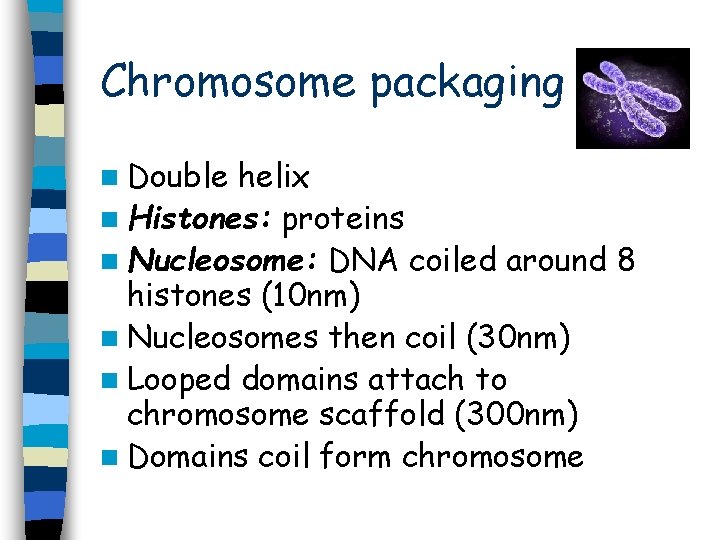 Chromosome packaging n Double helix n Histones: proteins n Nucleosome: DNA coiled around 8 Chromosome packaging n Double helix n Histones: proteins n Nucleosome: DNA coiled around 8