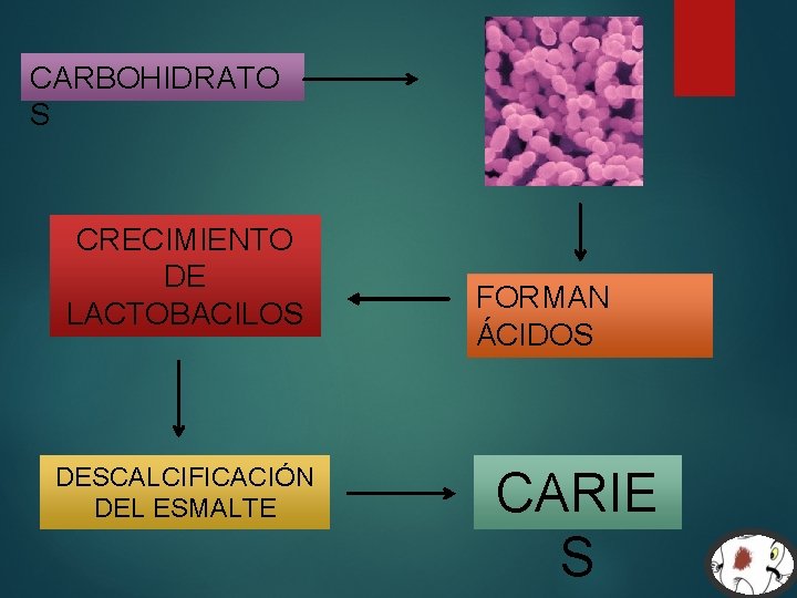 CARBOHIDRATO S CRECIMIENTO DE LACTOBACILOS DESCALCIFICACIÓN DEL ESMALTE FORMAN ÁCIDOS CARIE S 