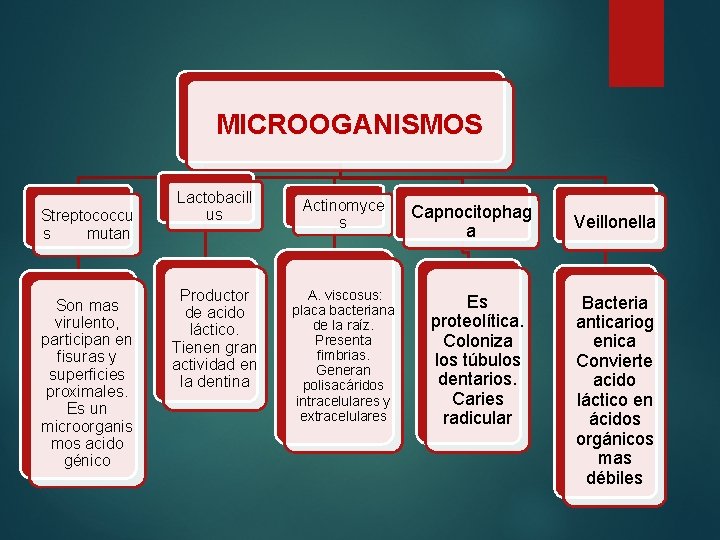 MICROOGANISMOS Streptococcu s mutan Son mas virulento, participan en fisuras y superficies proximales. Es