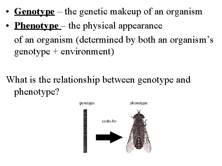  • Genotype – the genetic makeup of an organism • Phenotype – the