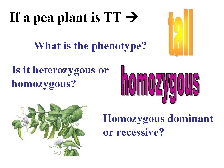 If a pea plant is TT What is the phenotype? Is it heterozygous or
