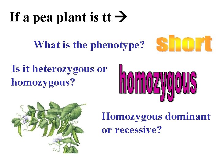 If a pea plant is tt What is the phenotype? Is it heterozygous or
