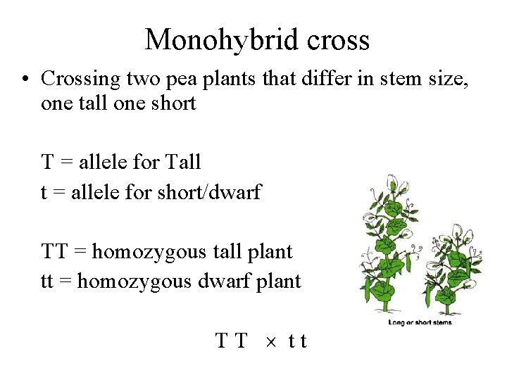 Monohybrid cross • Crossing two pea plants that differ in stem size, one tall