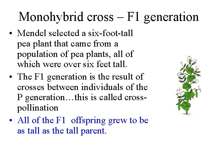 Monohybrid cross – F 1 generation • Mendel selected a six-foot-tall pea plant that