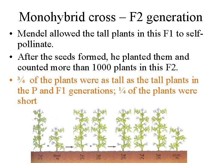 Monohybrid cross – F 2 generation • Mendel allowed the tall plants in this