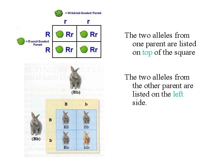 The two alleles from one parent are listed on top of the square The