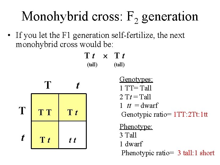 Monohybrid cross: F 2 generation • If you let the F 1 generation self-fertilize,