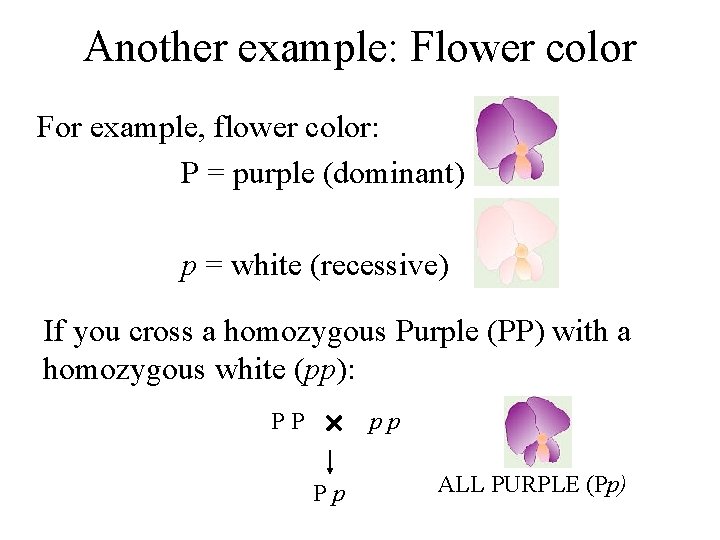 Another example: Flower color For example, flower color: P = purple (dominant) p =