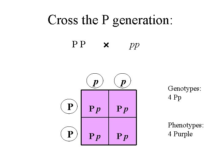 Cross the P generation: PP P P pp p p Pp Pp Genotypes: 4