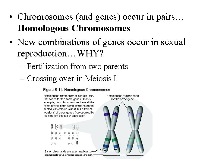  • Chromosomes (and genes) occur in pairs… Homologous Chromosomes • New combinations of
