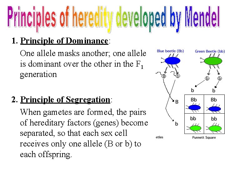 1. Principle of Dominance: One allele masks another; one allele is dominant over the