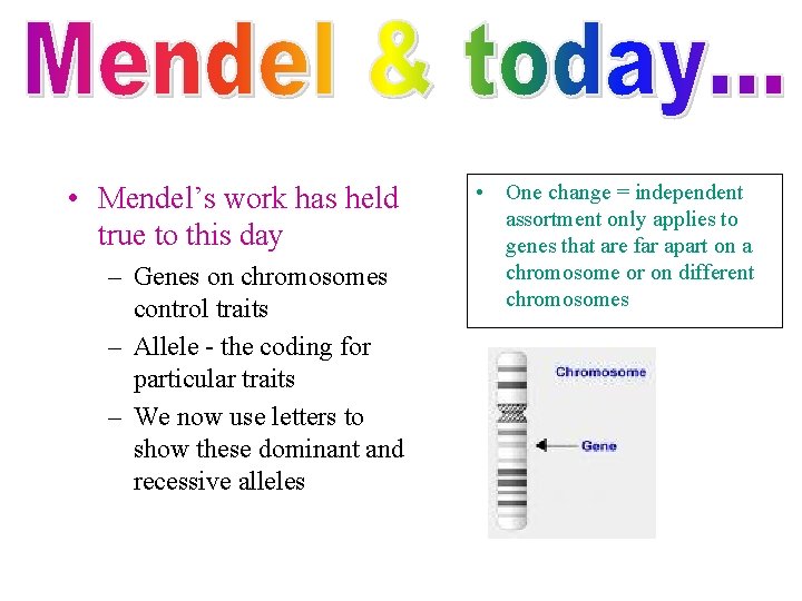  • Mendel’s work has held true to this day – Genes on chromosomes